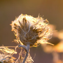 Bild 1 demo_square1.jpg